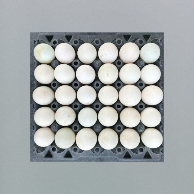 ไข่เป็ด