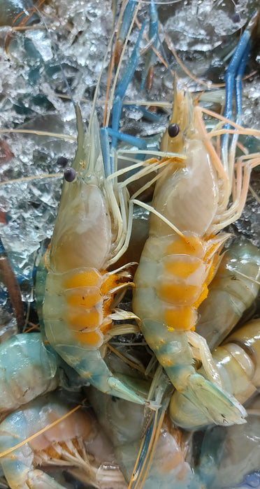 กุ้งกร้ามกรามตัวเมีย