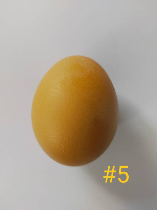ไข่ไก่ เบอร์ 5