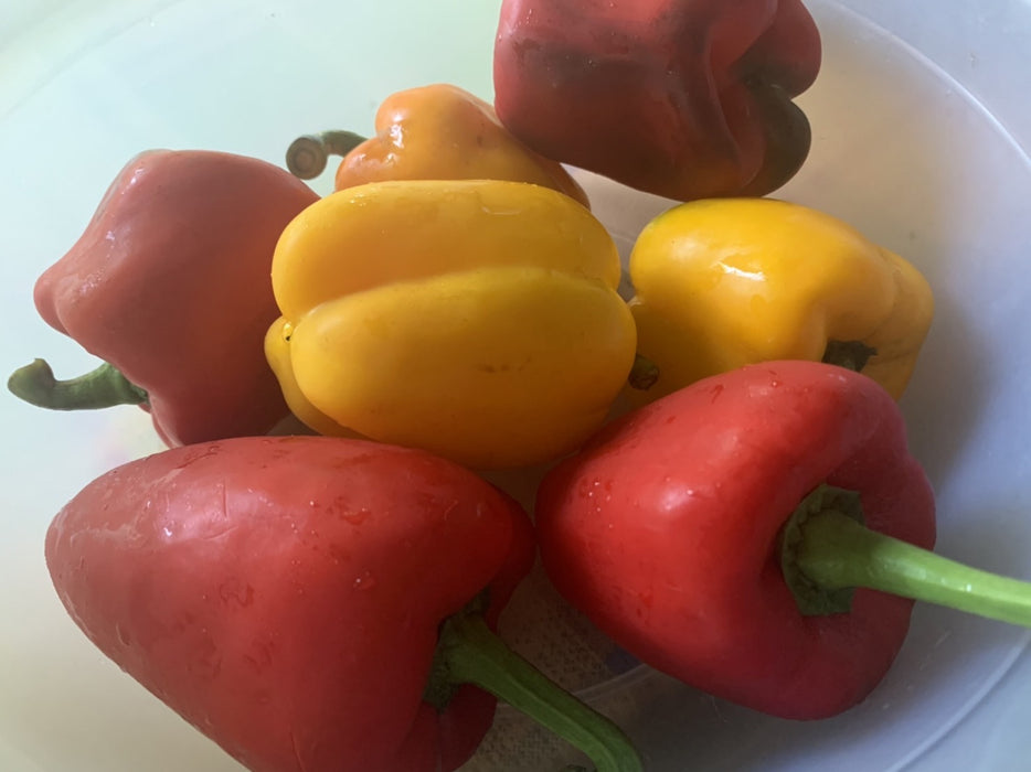 พริกหยวก