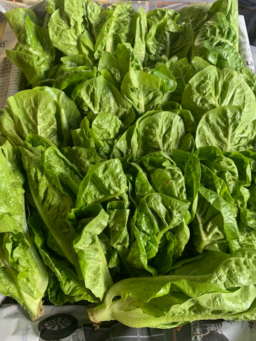 ผักสลัดคอส