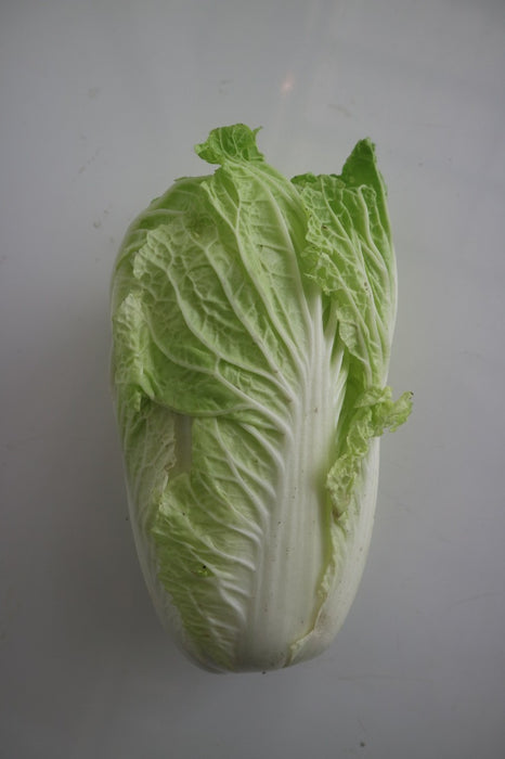 ผักกาดขาว