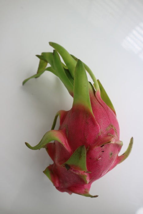 แก้วมังกร