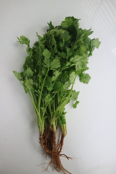 ผักชีไทย