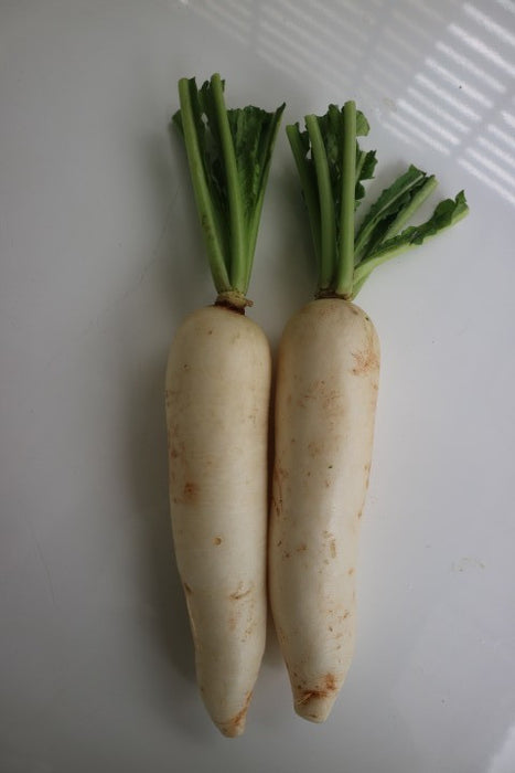 หัวไชเท้า