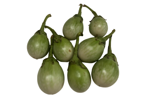 มะเขือเปราะ