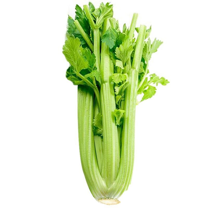 คื่นฉ่ายนอก