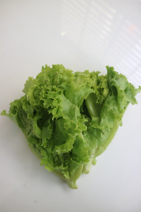 ผักกาดหอม